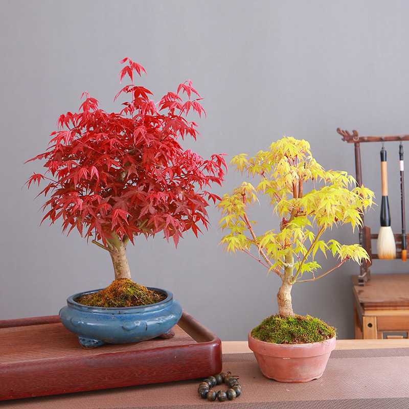 日本红枫树苗四季舞姬老桩