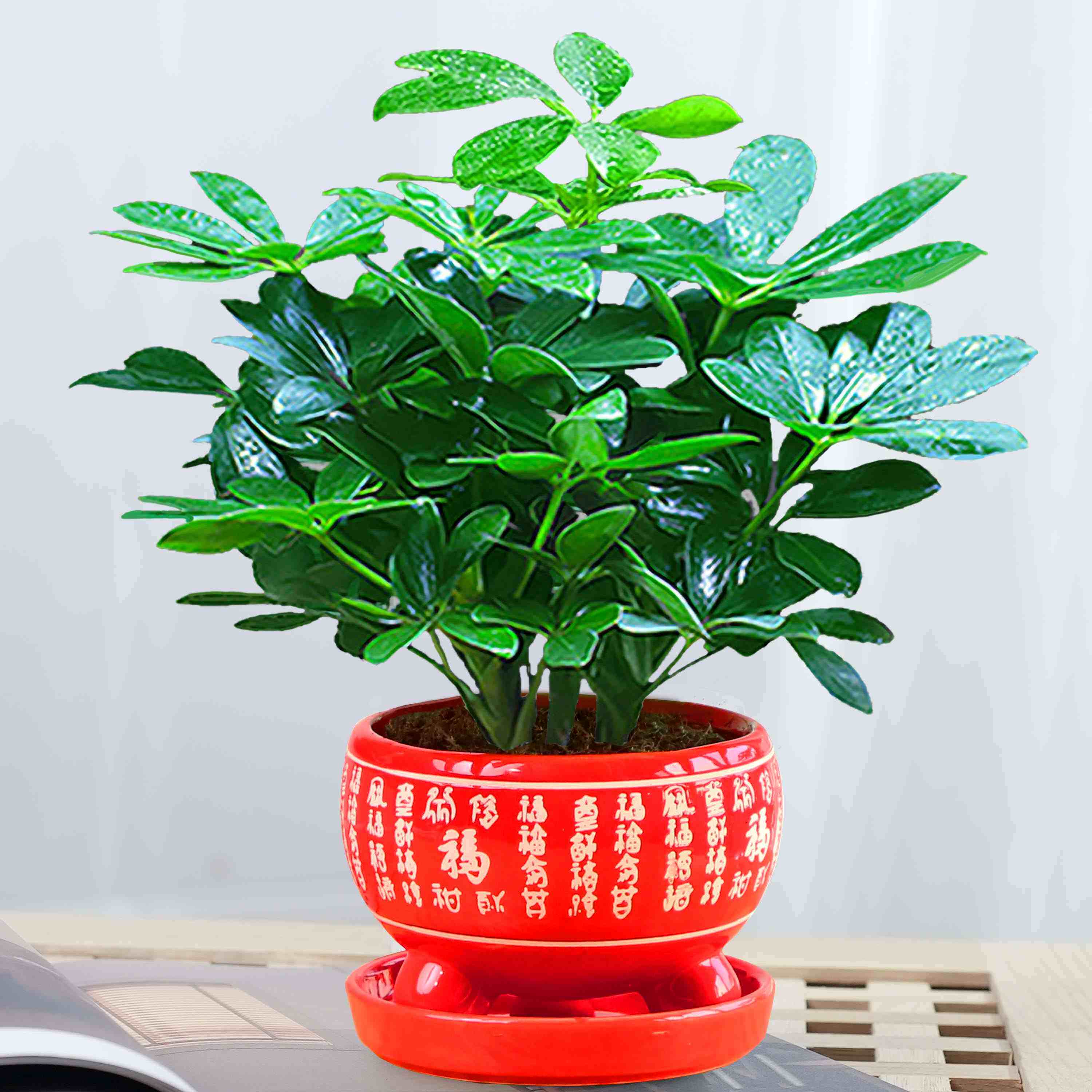 八方来财鸭脚木四季常青室内阳台桌面绿植盆栽花卉发财树苗招财树
