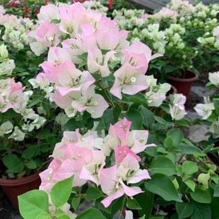 三角梅盆栽带花发货四季开花新品种爬藤老桩苗勤花阳台绿植花卉