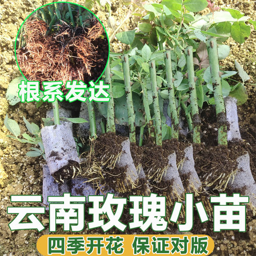 真正的玫瑰花苗小云南黑巴
