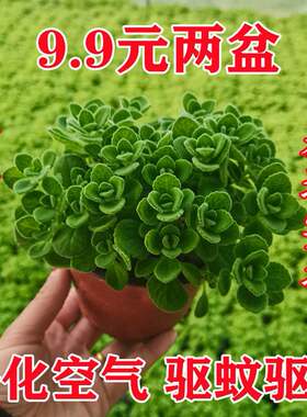 碰香盆栽清一抹草多肉植物驱