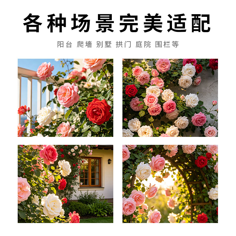 蔷薇花苗藤本月季花树大苗庭院爬藤植物阳台花卉爬墙玫瑰耐寒盆栽图片