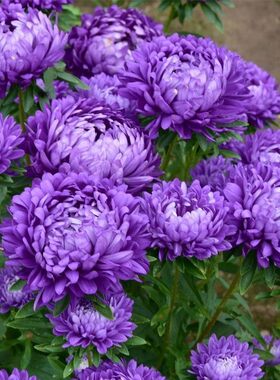 重瓣芍药花苗庭院卉四季开易
