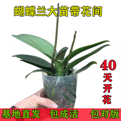 蝴蝶兰带花剑大苗盆栽室内桌