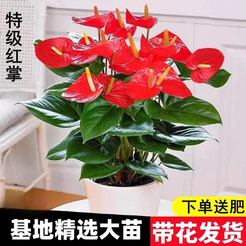 水培红掌白盆栽一帆风顺花