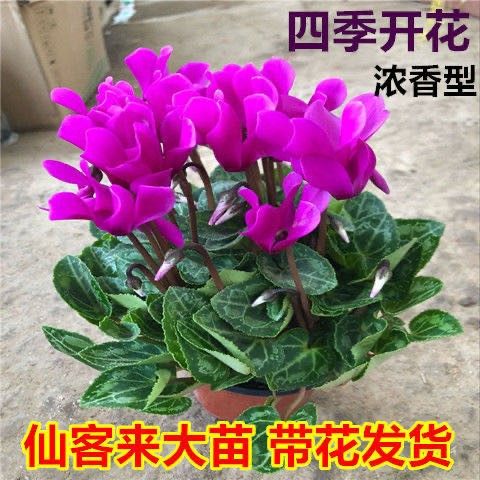 仙客来盆栽带花大重瓣卉植物