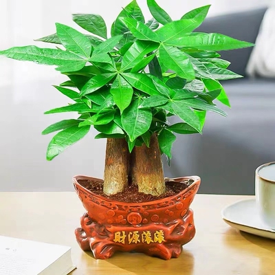 发财树小盆栽花卉金钱办公