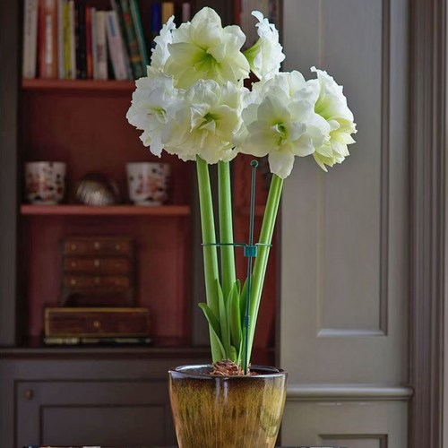 秘鲁进口朱顶红种球绿园花