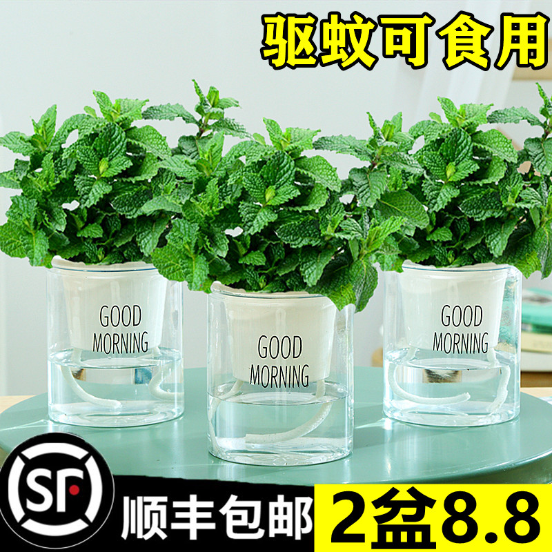 柠檬薄荷盆栽可食用迷迭香叶