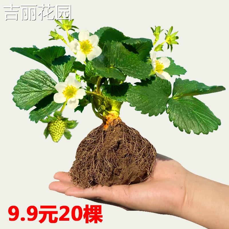四季草莓苗阳台盆栽红颜牛