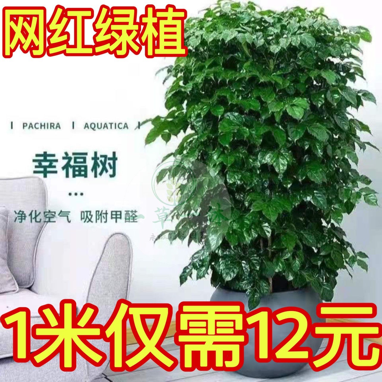 幸福树丛生独杆盆栽客厅大绿