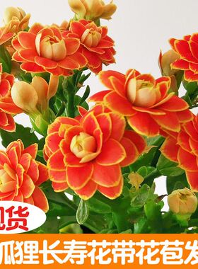 【稀有长寿花】金狐狸盆栽重瓣四季开花新品客厅带花苞室内花卉