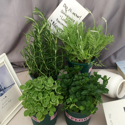 薄荷盆栽可食用迷迭香好养碰