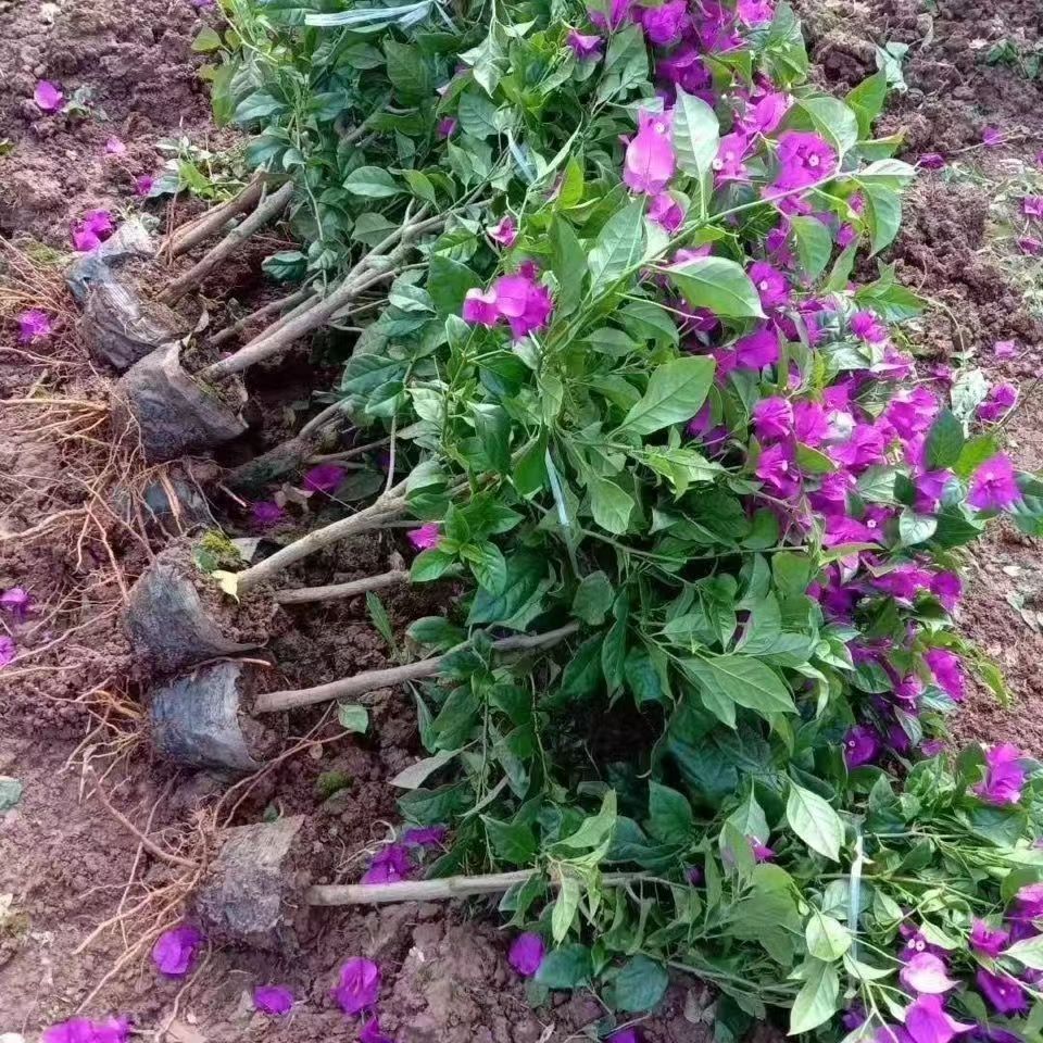 三角梅四季开花云南基地直