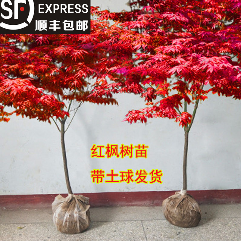红枫树苗日本舞姬中国黄金
