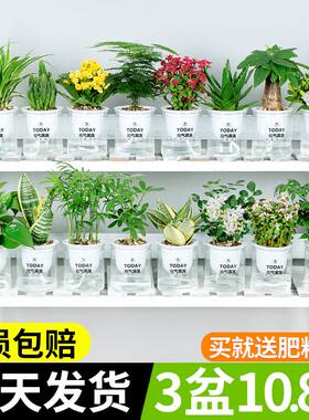绿萝发财树吊兰花卉盆栽植物