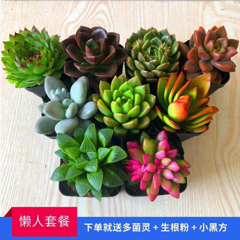 多肉植物多肉新手组合套餐送盆送土办公室内花卉绿植盆栽包.,农用物资,花卉林木种子/种苗/种球,淘宝优惠券,粉丝福利购,淘宝优惠卷