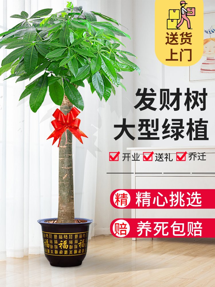 花仕美發財樹盆栽室內大型招