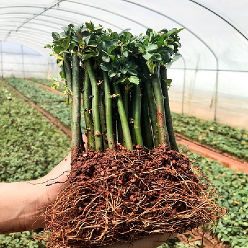 10颗蔷薇花苗爬藤四季开本