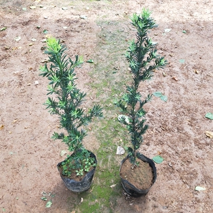 雀舌罗汉松 罗汉松树苗 罗汉松盆景素材 四季常青 中叶带土发货