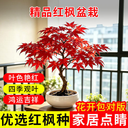 红舞姬红枫盆景四季好养活耐寒观叶桌面阳台室内矮化老桩植物好养