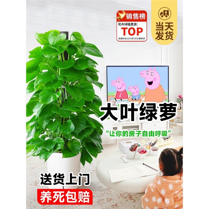 大叶绿萝柱盆栽办公室内大型绿植净化空气客厅除甲醛绿箩四季好养