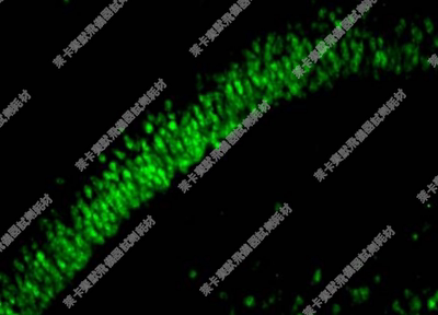 羊抗兔FITC荧光二抗试剂盒FITC IF Detection System免疫组化试剂