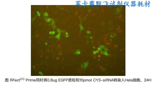 百代RFectCO Prime核酸共转染试剂盒,共转染质粒DNA,siRNA/mimics
