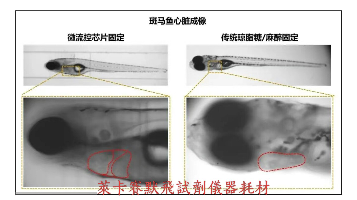 芯选活体斑马鱼微流控芯片-脑神实验室配件