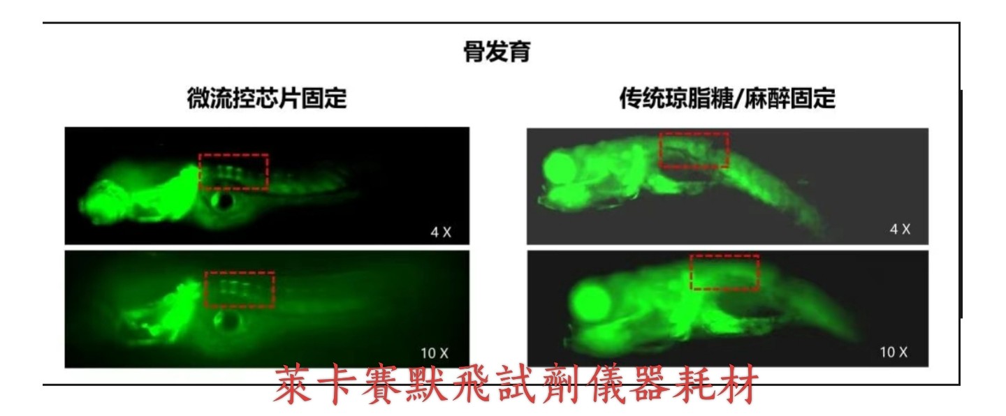 芯选活体斑马鱼微流控芯片-生理实验室配件