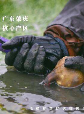 生 芡实实600g货 正宗肇庆生头芡欠实ZJD 召术 干 干 鸡米果