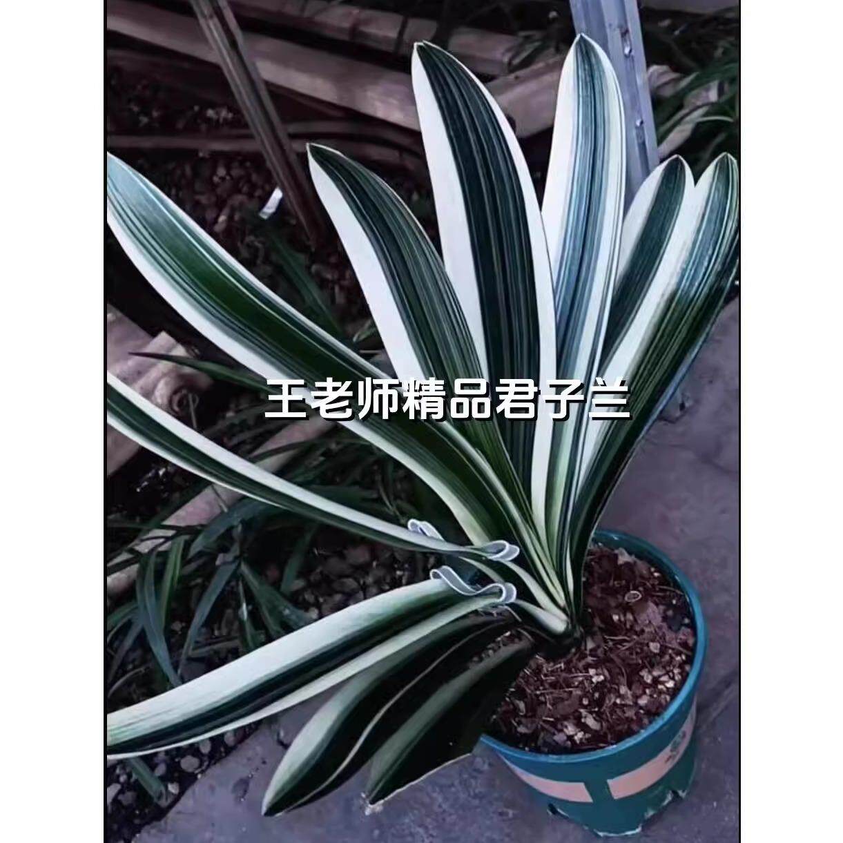 高档君子兰出门白冰清玉洁彩兰小苗瓷白墨绿福伦鸳鸯国兰盆栽绿植