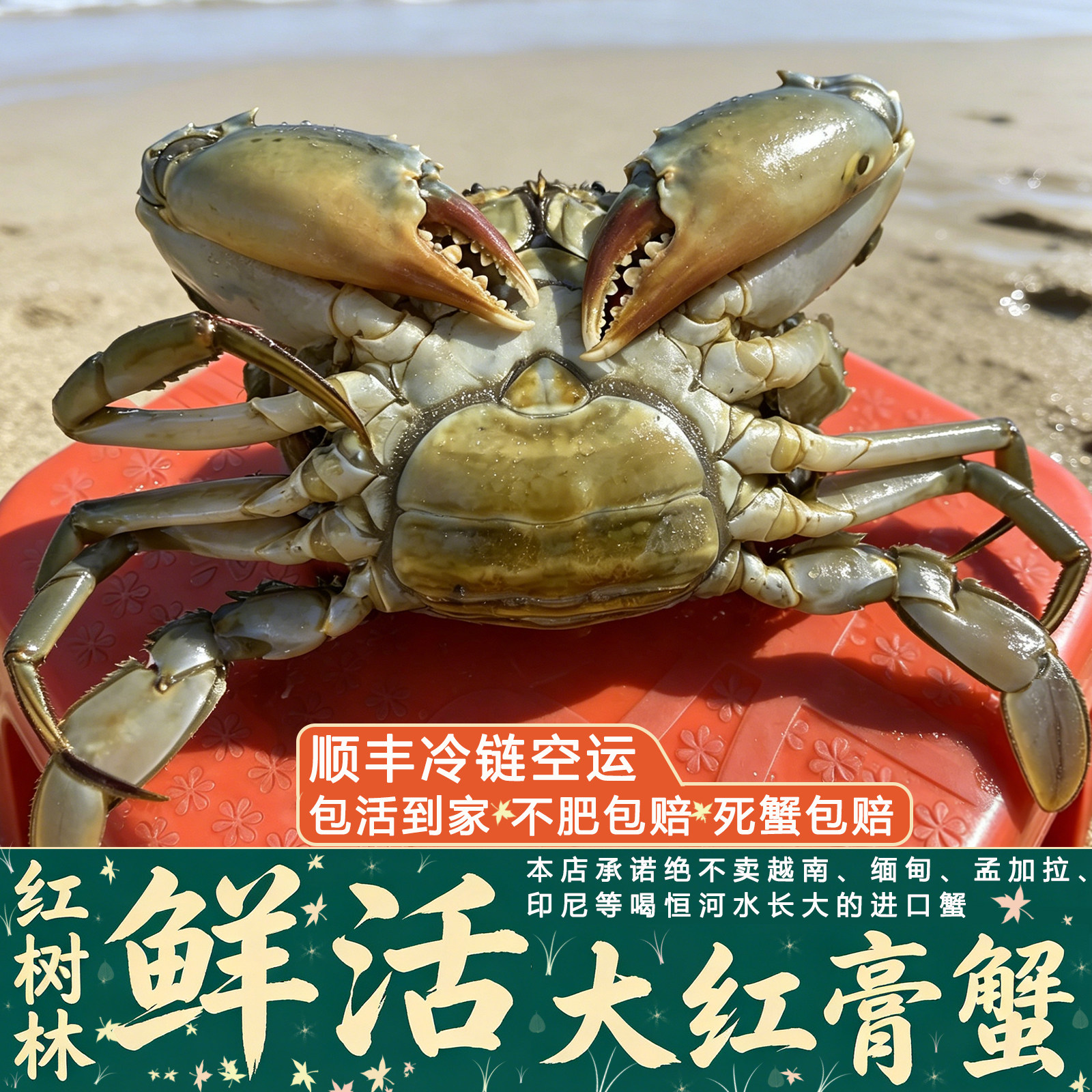 鲜活大红膏蟹红鲟青蟹螃蟹海鲜蝤蠓母羔蟹肉蟹母蟹活体2斤装3-4只