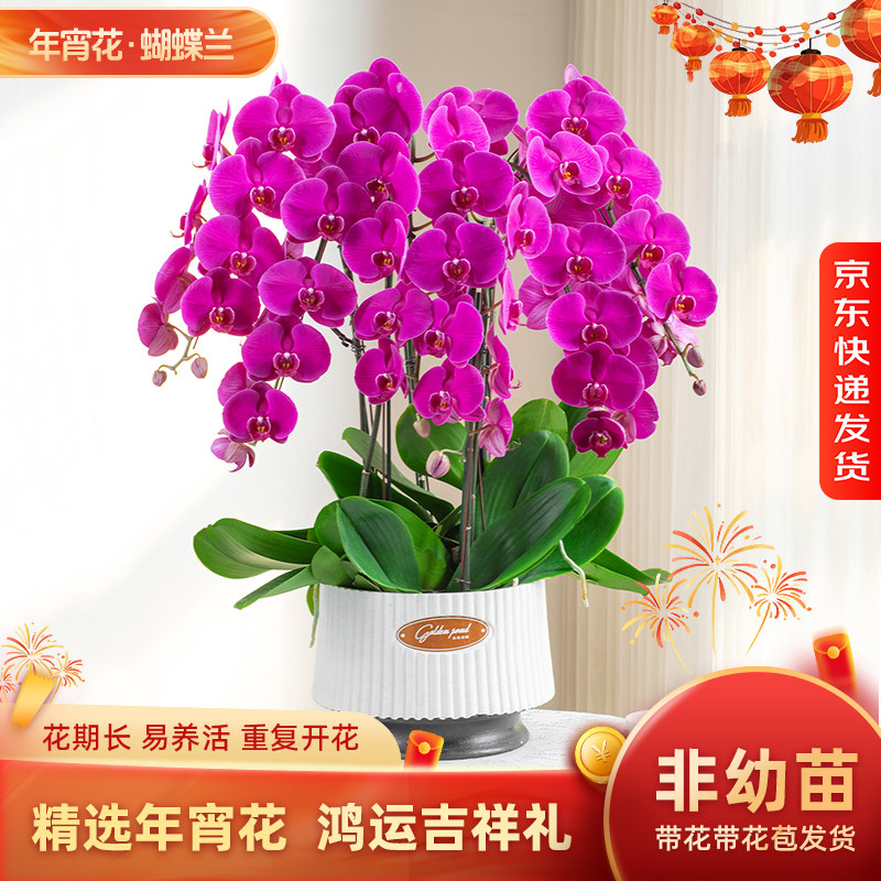 金色池塘欧苗蝴蝶兰盆栽带花带花苞客厅花卉开业乔迁鲜花年宵花,鲜花速递/花卉仿真/绿植园艺,国兰/杂交兰/洋兰类,淘宝优惠券,粉丝福利购,淘宝优惠卷
