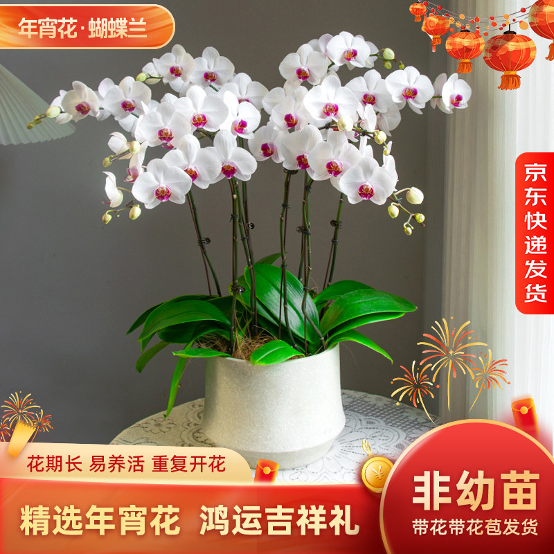 金色池塘【红眸】蝴蝶兰盆栽带花带花苞客厅花卉开业鲜花年宵花,鲜花速递/花卉仿真/绿植园艺,国兰/杂交兰/洋兰类,淘宝优惠券,粉丝福利购,淘宝优惠卷
