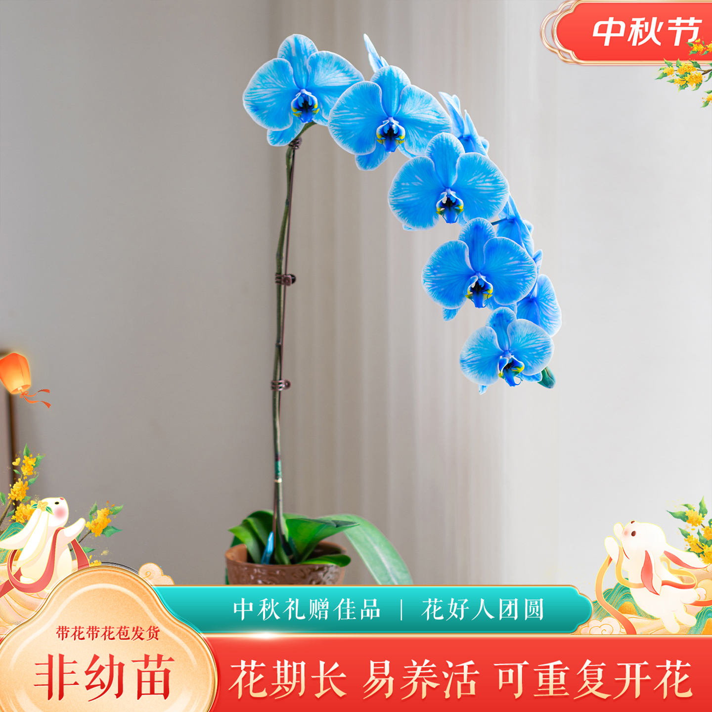 金色池塘蝴蝶兰盆栽带花带花苞