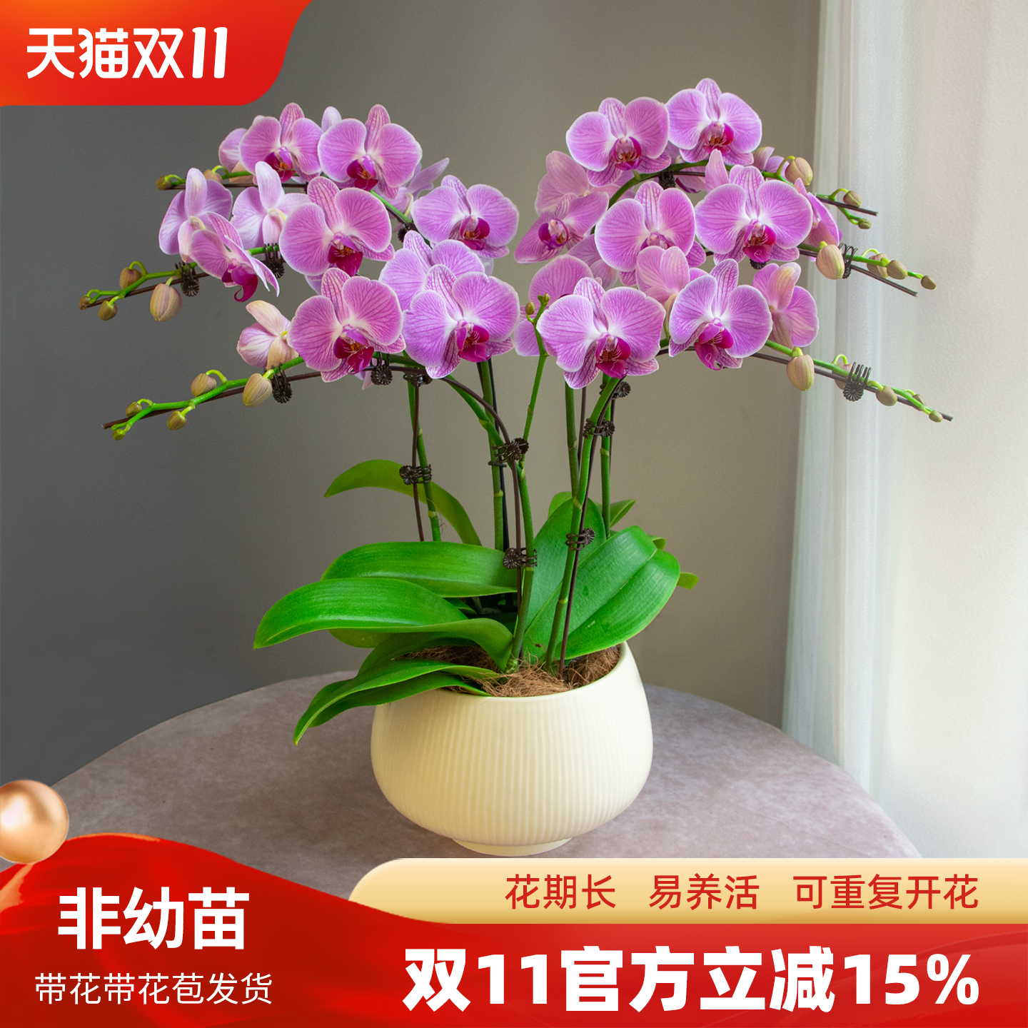 金色池塘欧品蝴蝶兰盆栽带花客厅