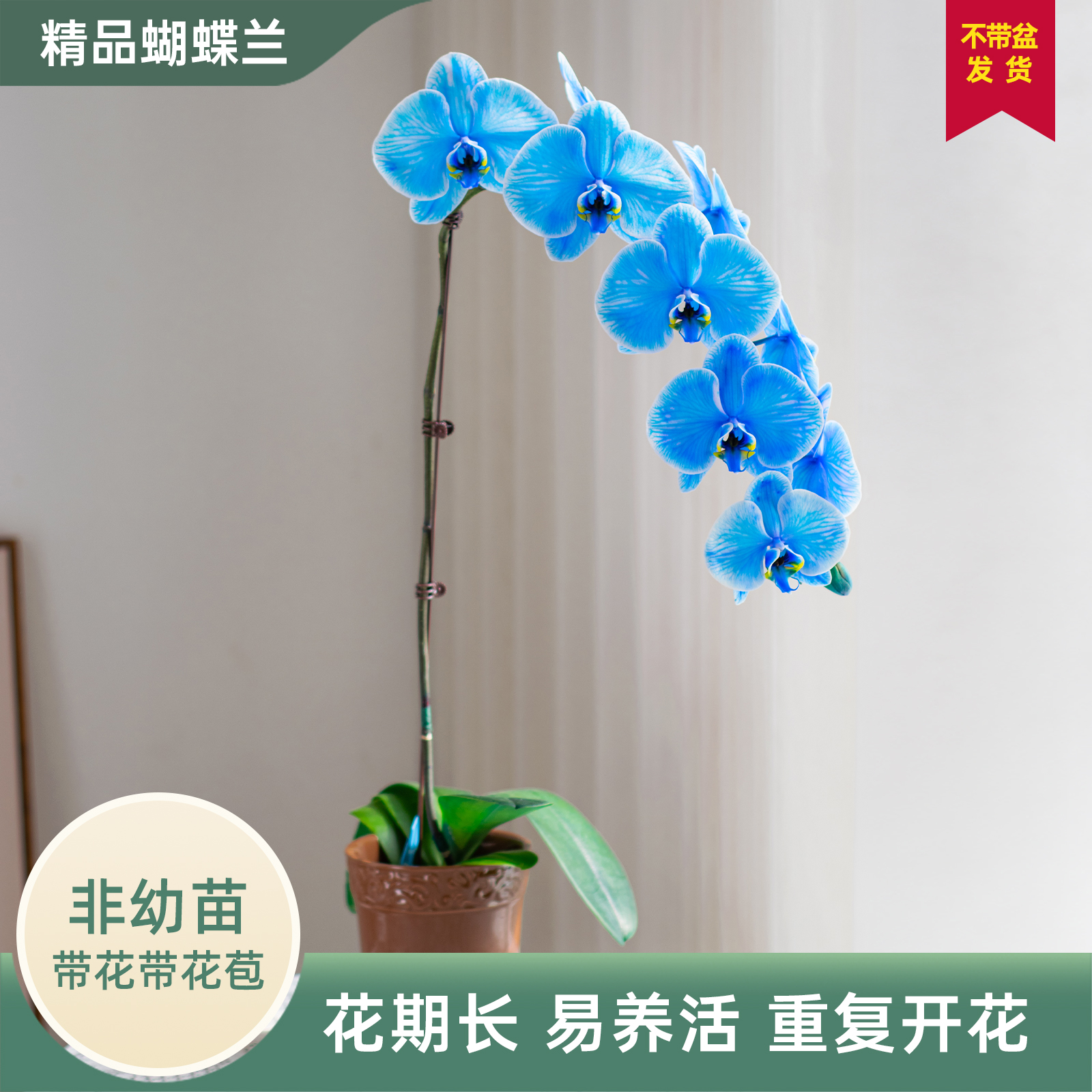 金色池塘蝴蝶兰盆栽带花带花苞