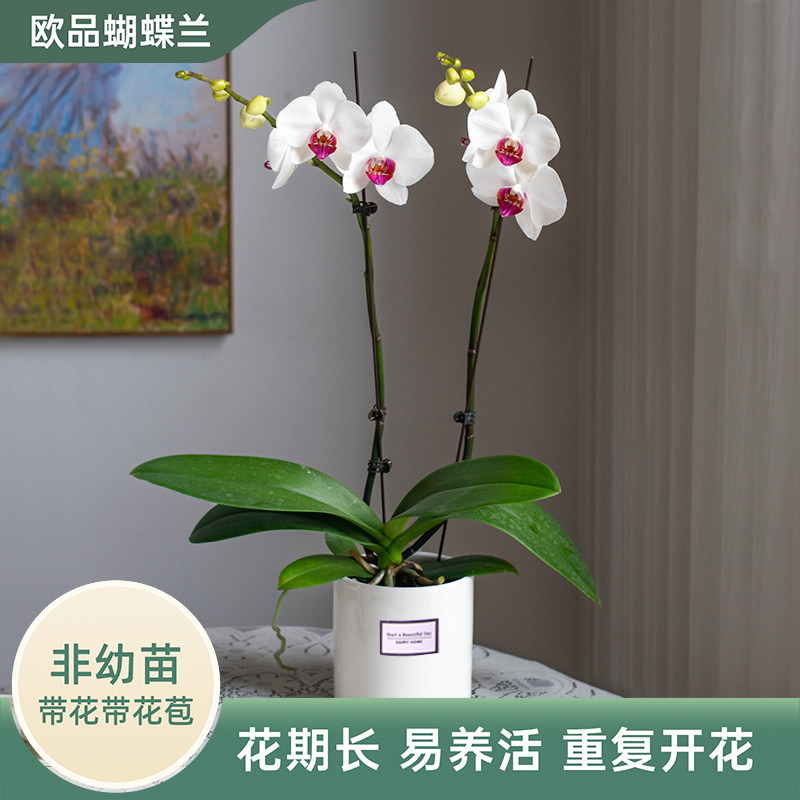 金色池塘蝴蝶兰盆栽带花带花苞客厅室内花卉乔迁鲜花母亲节礼物
