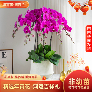 【所有姐姐的衣橱】金色池塘蝴蝶兰盆栽带花带花苞客厅花卉年宵花