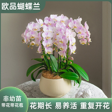 金色池塘【天使】蝴蝶兰盆栽带花带花苞客厅花卉开业乔迁鲜花礼物