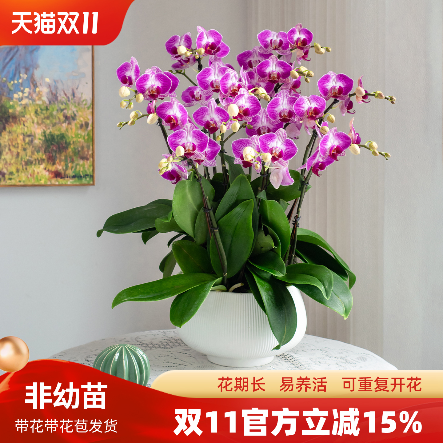金色池塘蝴蝶兰盆栽带花节日礼物
