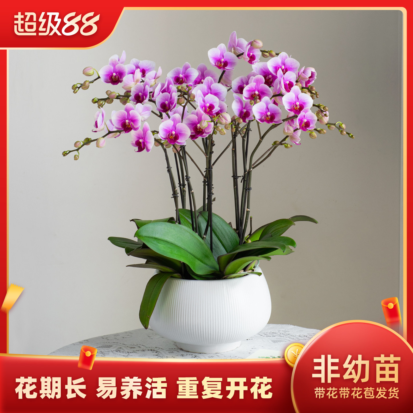 金色池塘欧品蝴蝶兰盆栽带花带花苞客厅花卉开业乔迁鲜花节日礼物