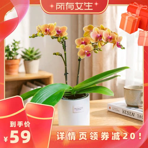 金色池塘欧品蝴蝶兰盆栽带花客厅