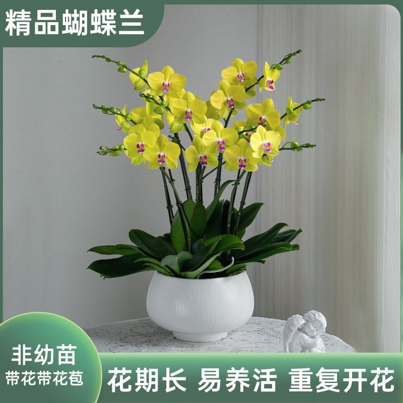 金色池塘【甜格格】欧品蝴蝶兰盆栽带花客厅花卉开 业乔迁节日礼