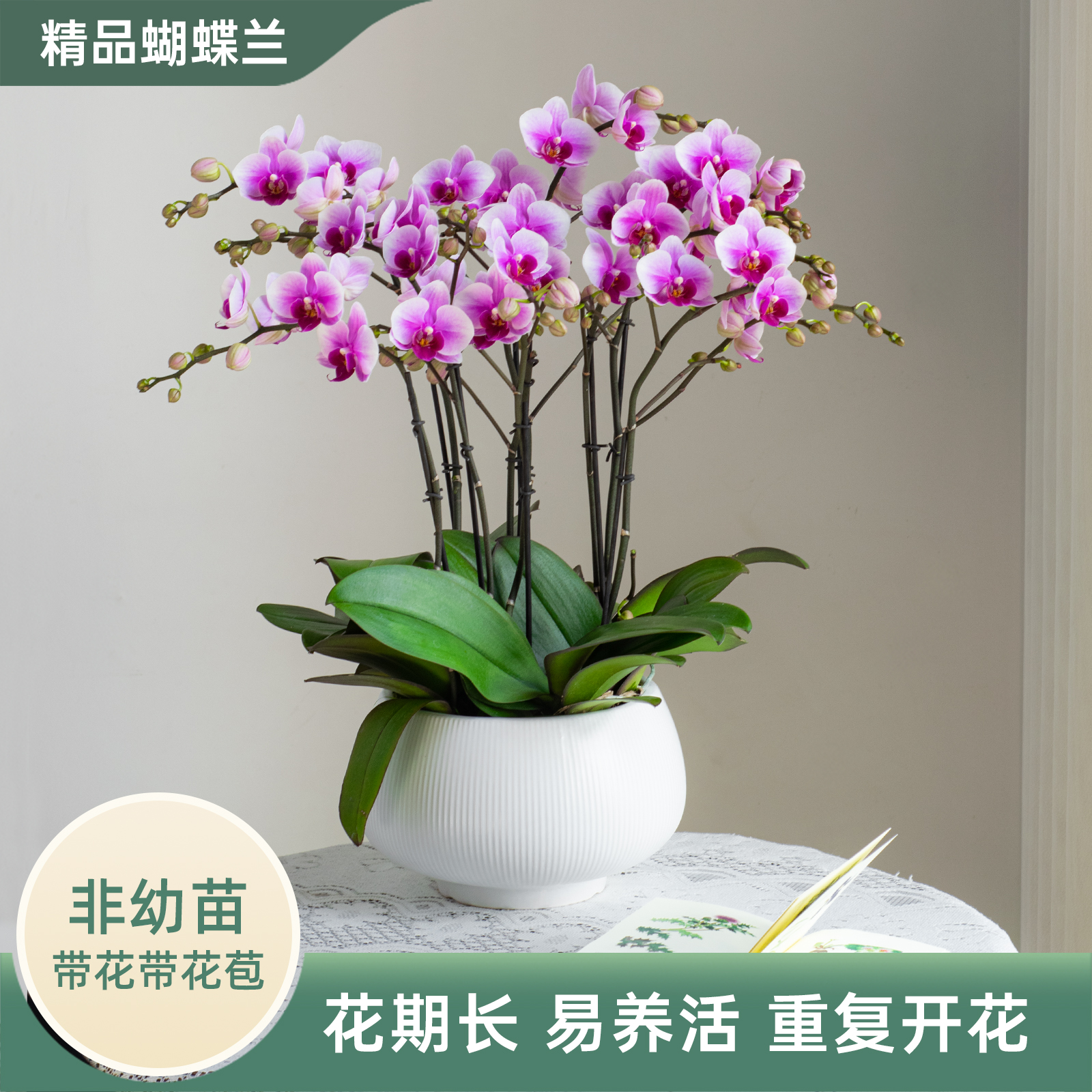 金色池塘欧品蝴蝶兰盆栽带花客厅