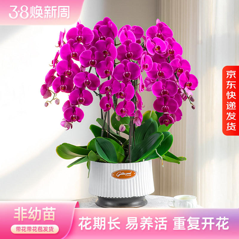 金色池塘欧苗蝴蝶兰盆栽带花带花苞客厅花卉开业乔迁鲜花节日礼物