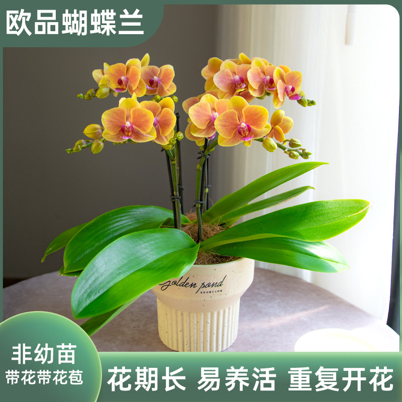 金色池塘欧苗蝴蝶兰盆栽带花带花苞室内花卉开业乔迁鲜花节日礼物