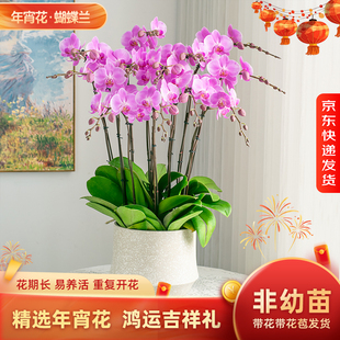 金色池塘【暮光之城】蝴蝶兰盆栽带花苞乔迁鲜花节日礼品年宵花