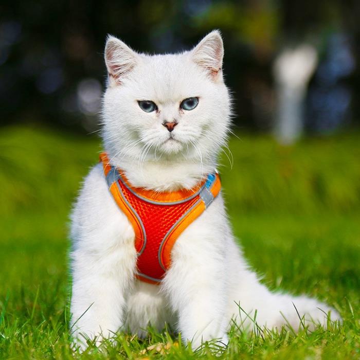 宠物外出胸背遛猫绳遛狗绳宠物牵引绳背心式背带透气反光安全美观